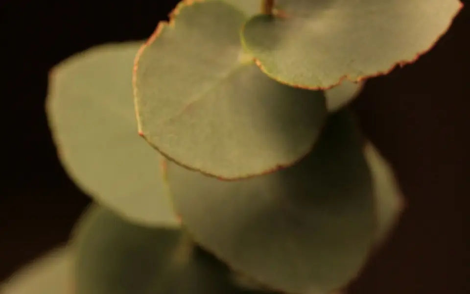 Eucalyptus leaves on a stem against a dark background